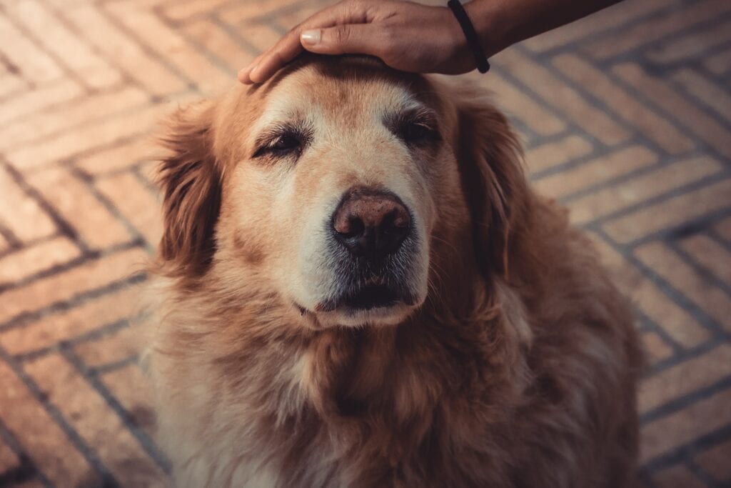 how-to-calm-your-puppy-down-kennel-free-puppies